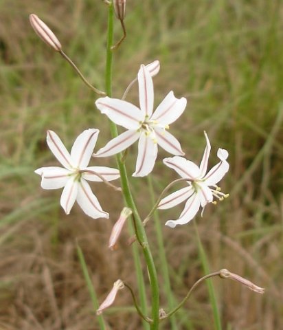 Trachyandra asperata flowers